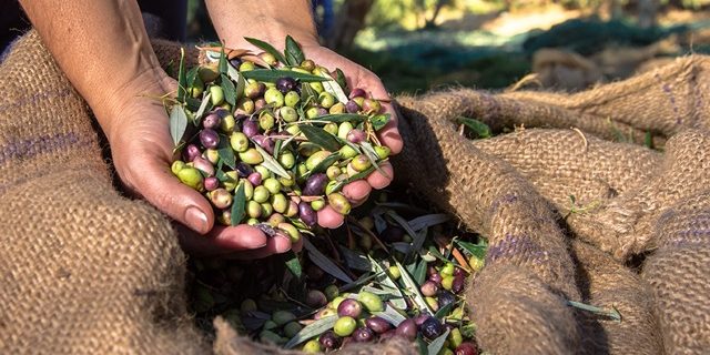 aceitunas-en-la-mano